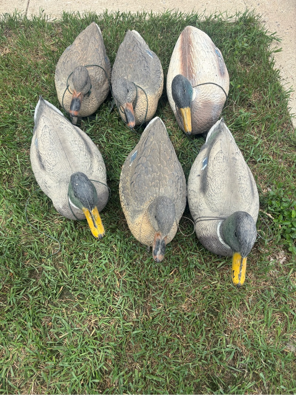 X6 Mallard Duck Decoy Set - Gray/Yellow
